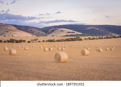 Australian Countryside Landscape Hay Rolls In The Farm Field At Sunset