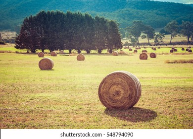 Australian Countryside Landscape  - Round Hay Bales Scattered In A Field After Harvest