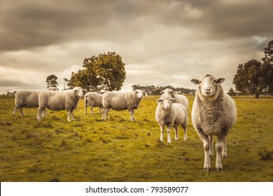Australian countryside rural autumn landscape. Group of sheep grazing in paddock at farm - Powered by Shutterstock