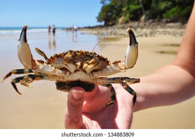 Australian Crab On Noosa Beach