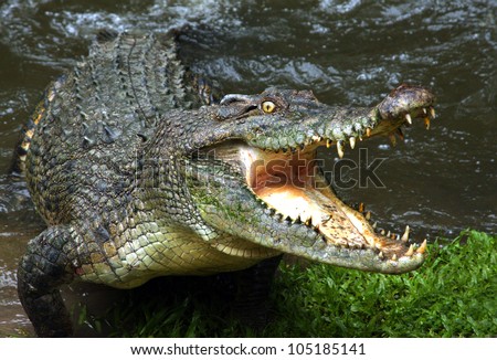 Australian crocodile.