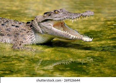 Crocodile Images, Stock Photos Vectors | Shutterstock