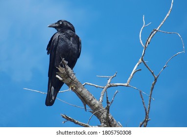 177,116 Crow Images, Stock Photos & Vectors | Shutterstock