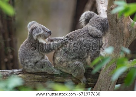 Australian Cute Baby Koala Bear Her Stock Photo Edit Now 671977630