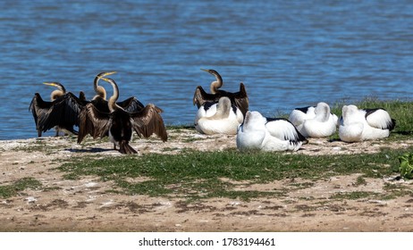 Australian Darters And Pelicans Taking A Rest At Chinchilla Weir