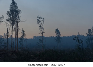 Australian Deforested Pine Forest Surrounded By Smoke