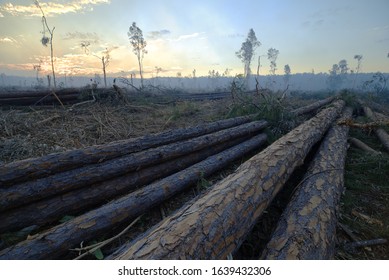 Australian Deforested Pine Forest Surrounded By Smoke