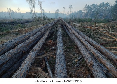 Australian Deforested Pine Forest Surrounded By Smoke