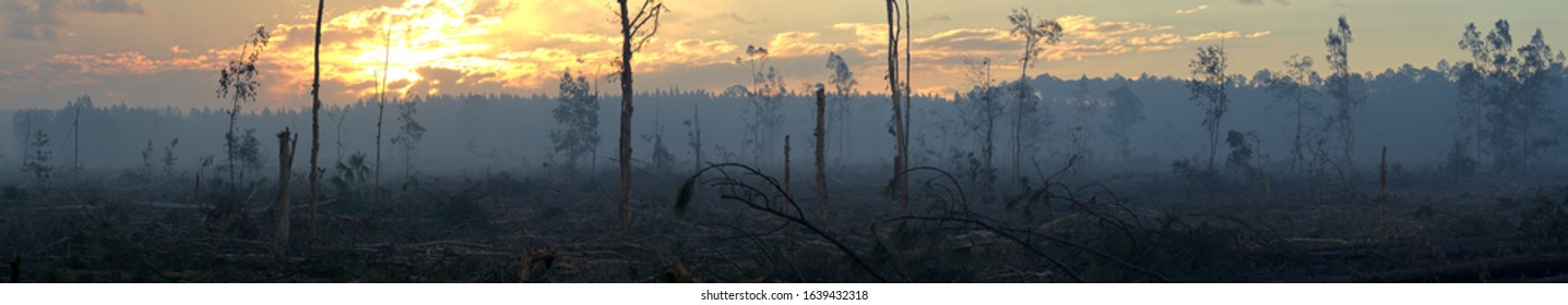 Australian Deforested Pine Forest Surrounded By Smoke