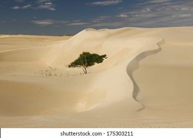 Australian Desert