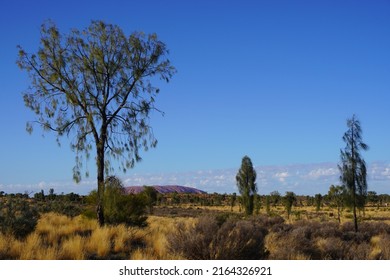 Australian Desert Landscape With Acacia Trees And A Distant Glimpse Of Uluru 