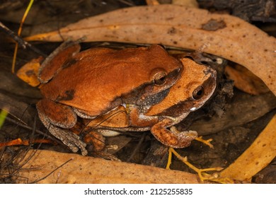 Australian Desert Tree Frogs In Amplexus