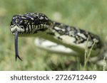 Australian Diamond Python flickering it