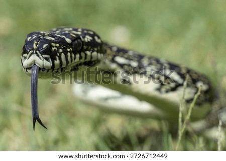 Australian Diamond Python flickering it's tongue