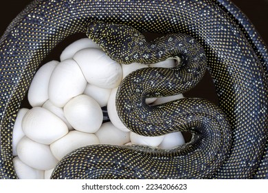 Australian Diamond Python laying eggs