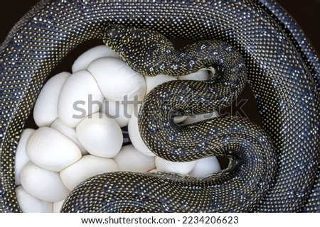 Australian Diamond Python laying eggs
