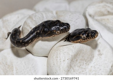 Australian Diamond Python's hatching from eggs