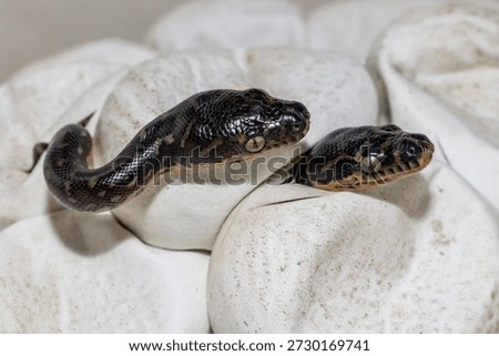 Australian Diamond Python's hatching from eggs