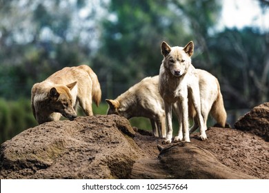 An Australian Dingo  