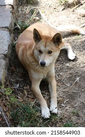 Australian Dingo At Cleland Conservation Park