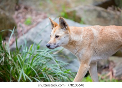 Australian Dingo, Feral Native Dog