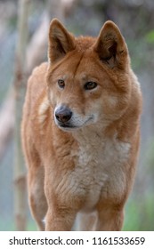 Australian Dingo Headshot