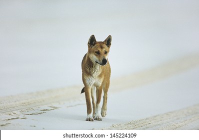 Australian Dingo On Beach