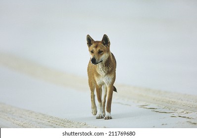 Australian Dingo On Beach