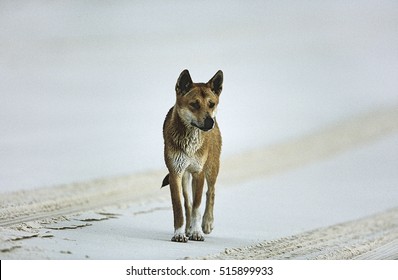 Australian Dingo On Beach