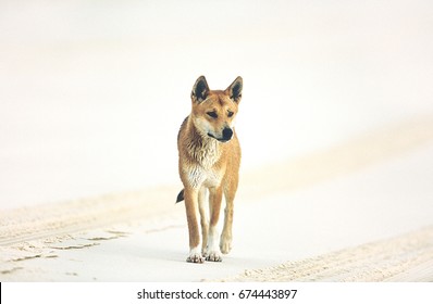 Australian Dingo On Beach