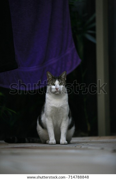 Australian Domestic Short Hair Cat Stock Photo Edit Now 714788848