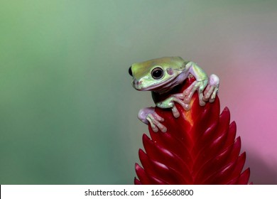 Australian Dumpy Tree Frog On Red Flower