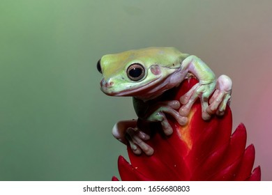 Australian Dumpy Tree Frog On Red Flower