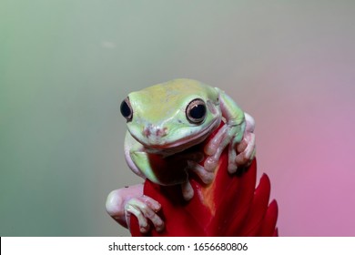 Australian Dumpy Tree Frog On Red Flower