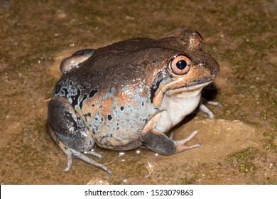 Australian Eastern Banjo Frog Searching For Food