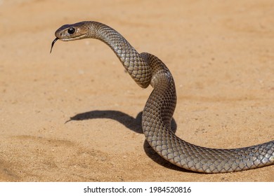 Australian Eastern Brown Snake In Strike Position