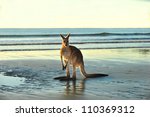australian eastern grey kangaroo on beach, cape hillsborough, mackay , north queensland. exotic mammal kangaroo similar wallaby on tropical sandy foreshore with copyspace