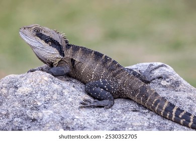 Australian Eastern Water Dragon basking on sandstone rock - Powered by Shutterstock