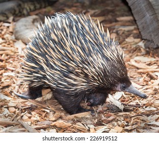 Australian Echidna