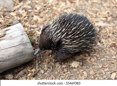 Australian Echidna In The Bush Looking For Food