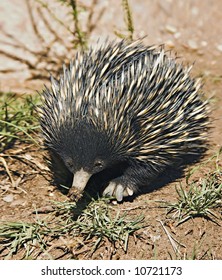 An Australian Echidna Or Spiny Anteater Walks Along