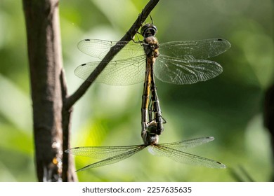 Australian Emerald Dragonflies mating on tree branch - Powered by Shutterstock