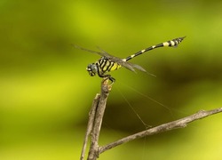 The Australian Emperor Dragonfly, Also Known As The Yellow Emperor Dragonfly, Scientific Name Anax Papuensis, Close Up Of The Dragon Fly Perched On A Twig With An Isolated  Background With Copy Space.