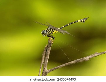 The Australian emperor dragonfly, also known as the yellow emperor dragonfly, scientific name Anax papuensis, close up of the dragon fly perched on a twig with an isolated  background with copy space. - Powered by Shutterstock