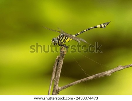 The Australian emperor dragonfly, also known as the yellow emperor dragonfly, scientific name Anax papuensis, close up of the dragon fly perched on a twig with an isolated  background with copy space.