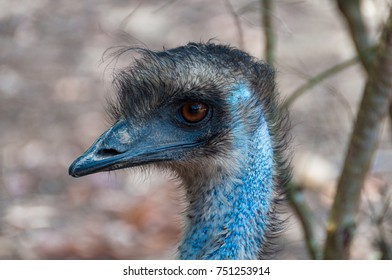 Australian Emu Bird Close Up Portrait. Australian Wildlife Background