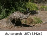 Australian emu Dromaius novaehollandiae walking around in Tower Hill State Nature Reserve in Victoria