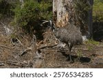 Australian emu Dromaius novaehollandiae walking around in Tower Hill State Nature Reserve in Victoria