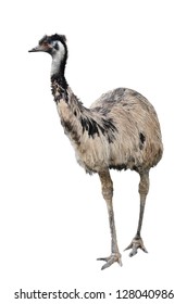 An Australian Emu Isolated On White Background