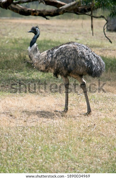 the\
Australian emu is a tall flightless bird with long feathers on its\
body.  It has black feathers on its neck and\
head